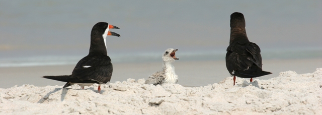 two adult birds and one baby bird standing on the beach by the ocean